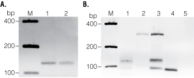 Representative agarose gels showing transcripts amplified with the AccessQuick RT-PCR System